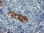 DPP8 Antibody in Immunohistochemistry (Paraffin) (IHC (P))