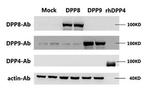 DPP8 Antibody in Western Blot (WB)