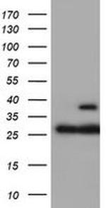 PSMB7 Antibody in Western Blot (WB)