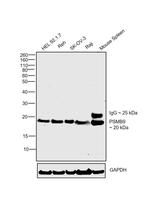 PSMB9 Antibody in Western Blot (WB)