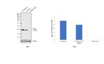 PSMB9 Antibody in Western Blot (WB)