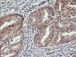 HLCS Antibody in Immunohistochemistry (Paraffin) (IHC (P))