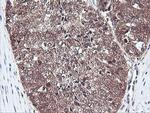 PSMB7 Antibody in Immunohistochemistry (Paraffin) (IHC (P))