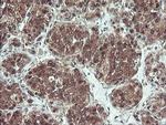 PSMB7 Antibody in Immunohistochemistry (Paraffin) (IHC (P))