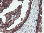 PSMB7 Antibody in Immunohistochemistry (Paraffin) (IHC (P))