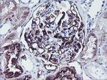 SCHIP1 Antibody in Immunohistochemistry (Paraffin) (IHC (P))