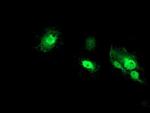 NANP Antibody in Immunocytochemistry (ICC/IF)