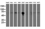 PPAT Antibody in Western Blot (WB)