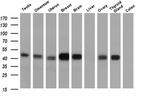 SERPINE2 Antibody in Western Blot (WB)