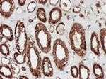 SCFD1 Antibody in Immunohistochemistry (Paraffin) (IHC (P))