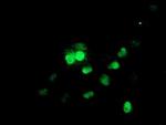 UBE2E3 Antibody in Immunocytochemistry (ICC/IF)