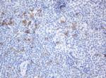 SRPRB Antibody in Immunohistochemistry (Paraffin) (IHC (P))