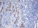 SRPRB Antibody in Immunohistochemistry (Paraffin) (IHC (P))