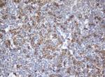 SRPRB Antibody in Immunohistochemistry (Paraffin) (IHC (P))