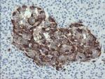 SERPINE2 Antibody in Immunohistochemistry (Paraffin) (IHC (P))