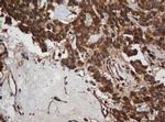 SCFD1 Antibody in Immunohistochemistry (Paraffin) (IHC (P))