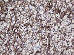 SCFD1 Antibody in Immunohistochemistry (Paraffin) (IHC (P))