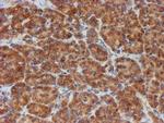 SCFD1 Antibody in Immunohistochemistry (Paraffin) (IHC (P))