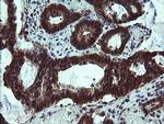 TBCC Antibody in Immunohistochemistry (Paraffin) (IHC (P))