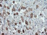 Syntenin 1 Antibody in Immunohistochemistry (Paraffin) (IHC (P))