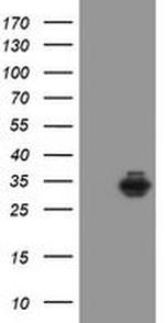 Syntenin 1 Antibody in Western Blot (WB)