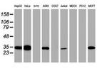 Syntenin 1 Antibody in Western Blot (WB)