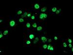 SENP2 Antibody in Immunocytochemistry (ICC/IF)