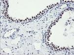 SENP2 Antibody in Immunohistochemistry (Paraffin) (IHC (P))