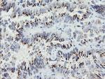 ACBD3 Antibody in Immunohistochemistry (Paraffin) (IHC (P))