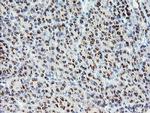 ACBD3 Antibody in Immunohistochemistry (Paraffin) (IHC (P))