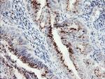 ACBD3 Antibody in Immunohistochemistry (Paraffin) (IHC (P))