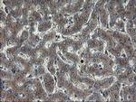 ACBD3 Antibody in Immunohistochemistry (Paraffin) (IHC (P))