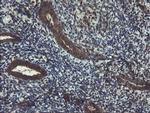 ACBD3 Antibody in Immunohistochemistry (Paraffin) (IHC (P))