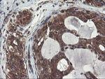 ACBD3 Antibody in Immunohistochemistry (Paraffin) (IHC (P))