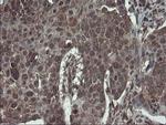 ACBD3 Antibody in Immunohistochemistry (Paraffin) (IHC (P))