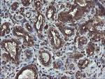 ACBD3 Antibody in Immunohistochemistry (Paraffin) (IHC (P))