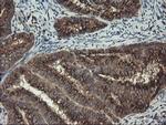 ACBD3 Antibody in Immunohistochemistry (Paraffin) (IHC (P))