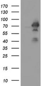 ACBD3 Antibody in Western Blot (WB)