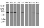 ACBD3 Antibody in Western Blot (WB)