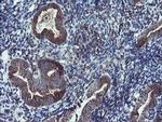 DPH2 Antibody in Immunohistochemistry (Paraffin) (IHC (P))