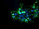 DPH2 Antibody in Immunocytochemistry (ICC/IF)