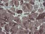 DPH2 Antibody in Immunohistochemistry (Paraffin) (IHC (P))