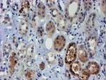 PGM3 Antibody in Immunohistochemistry (Paraffin) (IHC (P))