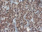 PGM3 Antibody in Immunohistochemistry (Paraffin) (IHC (P))