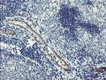 PGM3 Antibody in Immunohistochemistry (Paraffin) (IHC (P))