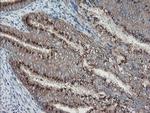 ACBD3 Antibody in Immunohistochemistry (Paraffin) (IHC (P))