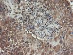 ACBD3 Antibody in Immunohistochemistry (Paraffin) (IHC (P))