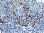 ADH7 Antibody in Immunohistochemistry (Paraffin) (IHC (P))