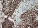 ADH7 Antibody in Immunohistochemistry (Paraffin) (IHC (P))