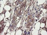 COMMD1 Antibody in Immunohistochemistry (Paraffin) (IHC (P))